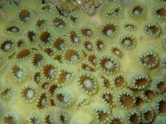 Palythoa
