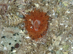 Phlyctenanthus australis