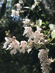 Prostanthera subalpina