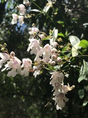 Prostanthera subalpina