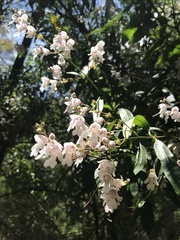 Prostanthera subalpina