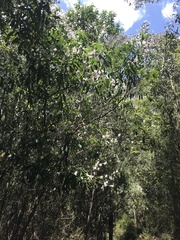 Prostanthera subalpina