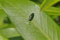 Buprestidae