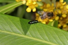 Buprestidae