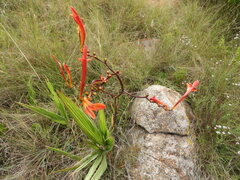 Crocosmia paniculata