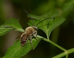 Eucera longicornis