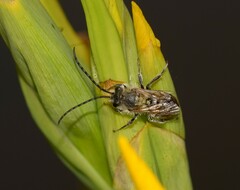 Eucera