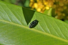 Buprestidae