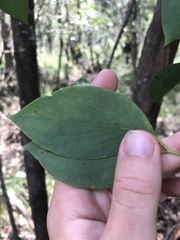 Eucalyptus stellulata