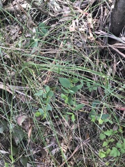 Eucalyptus stellulata