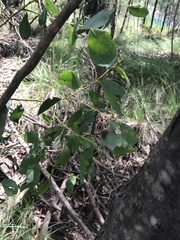 Eucalyptus stellulata