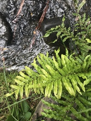 Blechnum minus