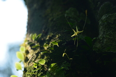 Bulbophyllum drymoglossum