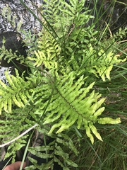 Blechnum minus