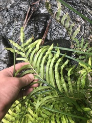 Blechnum minus