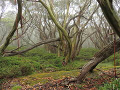 Eucalyptus pauciflora acerina