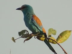 Coracias abyssinicus