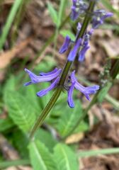 Platostoma longicorne