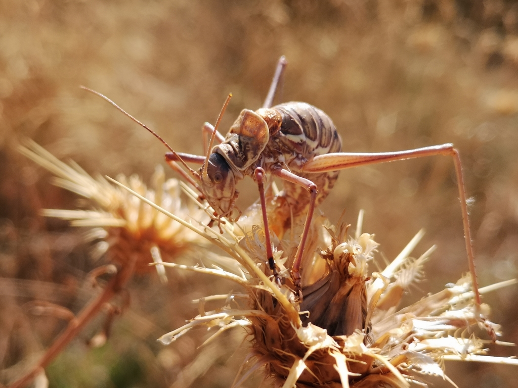 Brunner's Saddle Bush-cricket