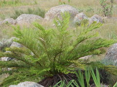 Cyathea dregei