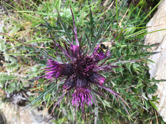 Cirsium suzukii
