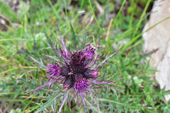 Cirsium suzukii