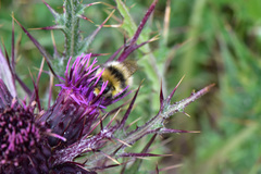 Cirsium suzukii