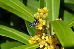 Megachile ferox