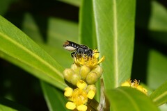 Megachile ferox