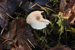 Cystoderma carcharias