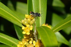 Megachile ferox