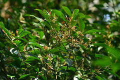 Aidia cochinchinensis