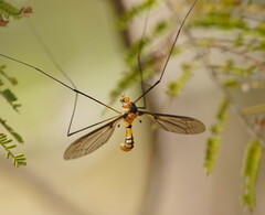 Leptotarsus clavatus