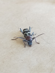 Chlorophorus trifasciatus