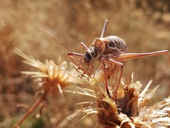 Steropleurus brunnerii