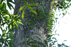 Bulbophyllum melanoglossum