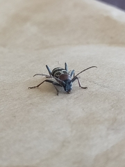 Chlorophorus trifasciatus