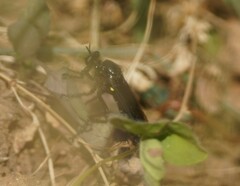 Dasypogon