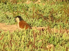 Centropus senegalensis