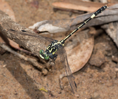 Austroepigomphus praeruptus