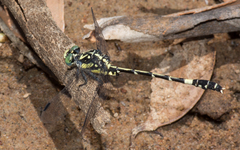 Austroepigomphus praeruptus