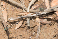 Austroepigomphus praeruptus