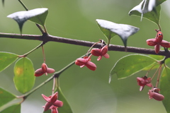 Euonymus centidens