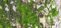 Nyholmiella obtusifolia