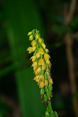 Calanthe lyroglossa