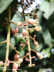 Sterculia oblongata
