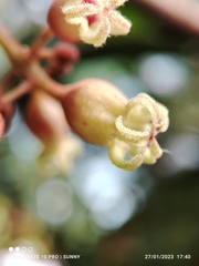 Sterculia oblongata