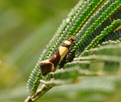 Macrobathra chrysotoxa