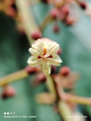 Sterculia oblongata
