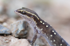 Saurodactylus elmoudenii